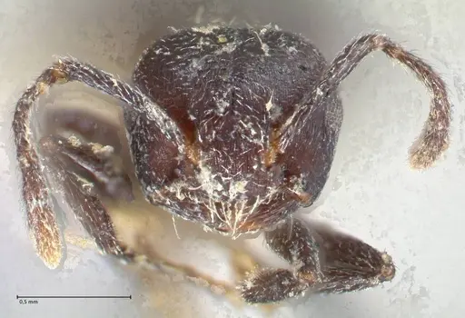 Crematogaster nigrans - FOCOL1489