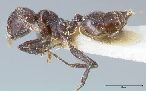 Crematogaster nigrans - FOCOL1489