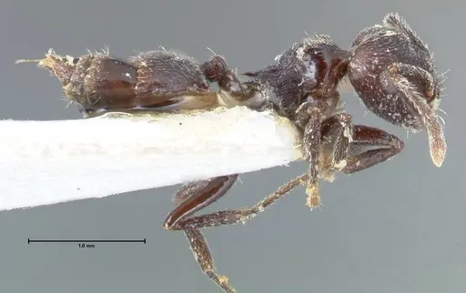 Crematogaster nigrans - FOCOL1489