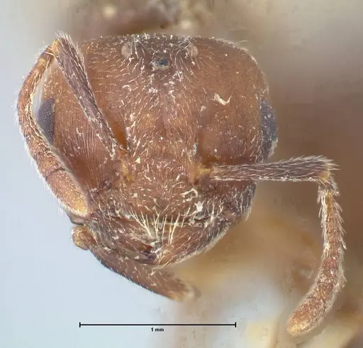 Crematogaster nigrans - FOCOL1490