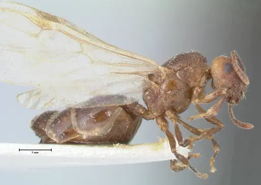 Crematogaster nigrans - FOCOL1490