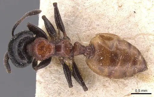 Crematogaster nigriceps specimen