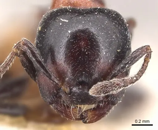 Crematogaster nigriceps specimen