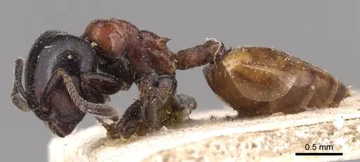 Crematogaster nigriceps specimen