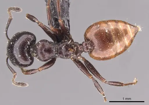 Crematogaster nigriceps - CASENT0908545