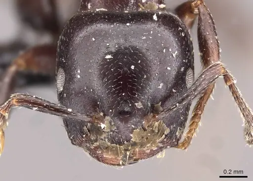 Crematogaster nigriceps - CASENT0908545