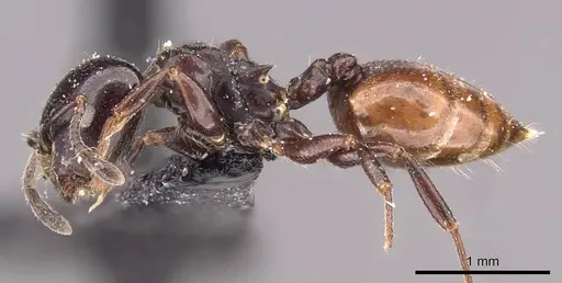Crematogaster nigriceps - CASENT0908545