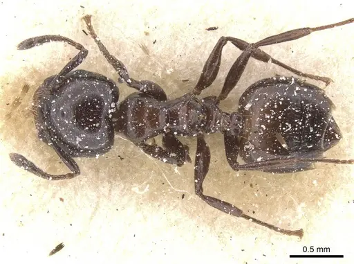Crematogaster nigriceps - CASENT0912706