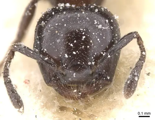Crematogaster nigriceps - CASENT0912706
