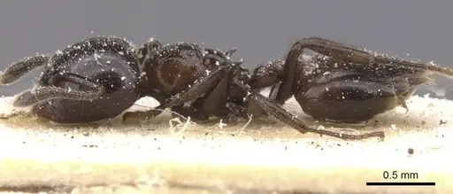 Crematogaster nigriceps - CASENT0912706