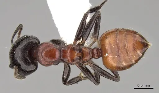 Crematogaster nigriceps - CASENT0914299