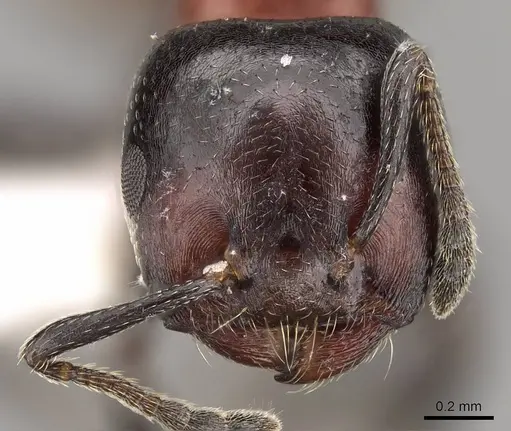 Crematogaster nigriceps - CASENT0914299