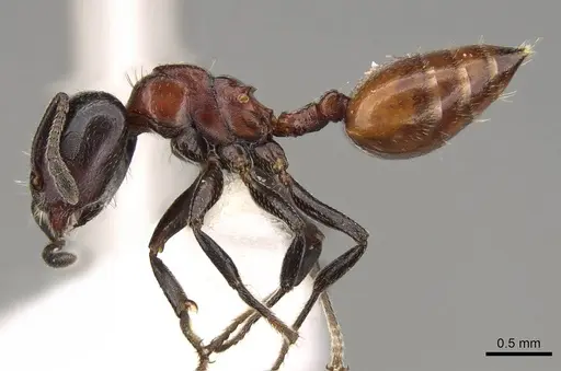 Crematogaster nigriceps - CASENT0914299