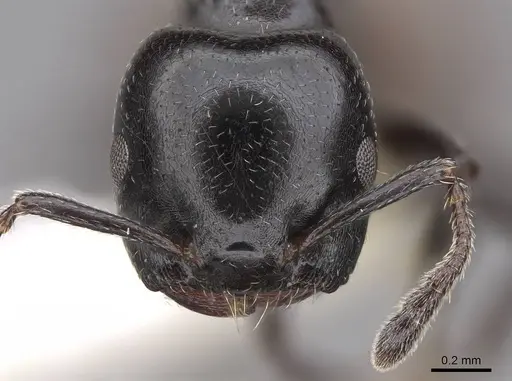 Crematogaster nigriceps - CASENT0922653