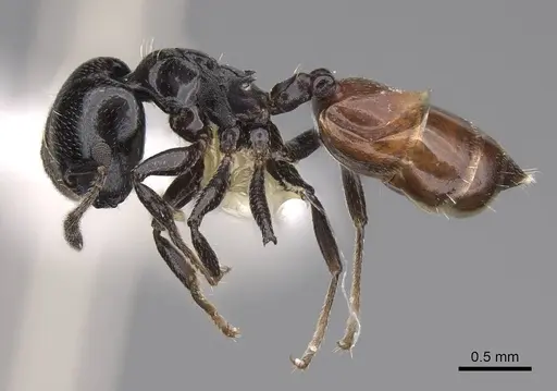 Crematogaster nigriceps - CASENT0922653