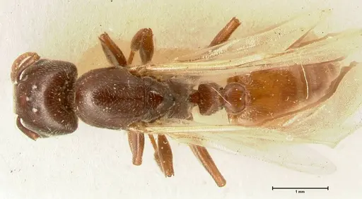 Crematogaster nigriceps - FOCOL1463