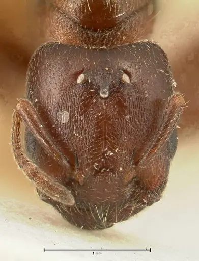 Crematogaster nigriceps - FOCOL1463