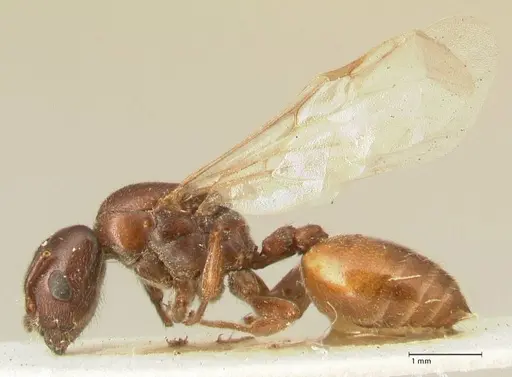 Crematogaster nigriceps - FOCOL1463