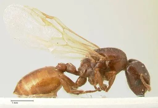 Crematogaster nigriceps - FOCOL1463