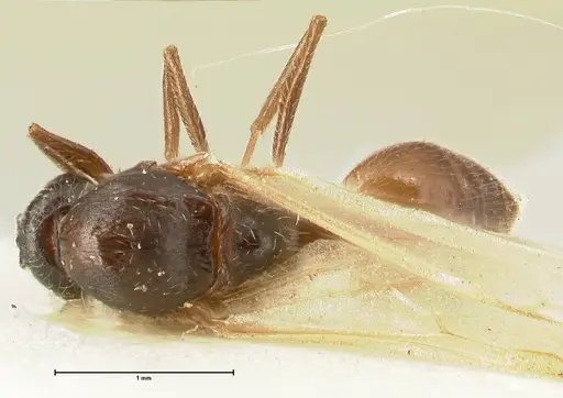 Crematogaster nigriceps - FOCOL1464