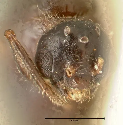 Crematogaster nigriceps - FOCOL1464