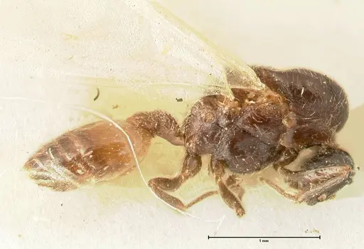 Crematogaster nigriceps - FOCOL1464