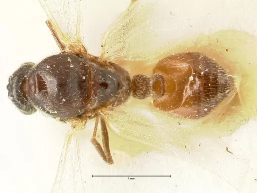 Crematogaster nigriceps - FOCOL1465