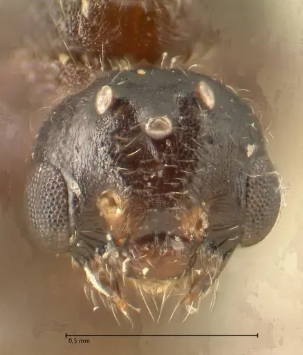 Crematogaster nigriceps - FOCOL1465