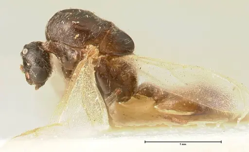 Crematogaster nigriceps - FOCOL1465