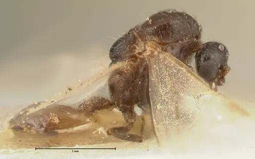 Crematogaster nigriceps - FOCOL1465