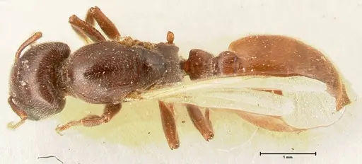 Crematogaster nigriceps - FOCOL1466