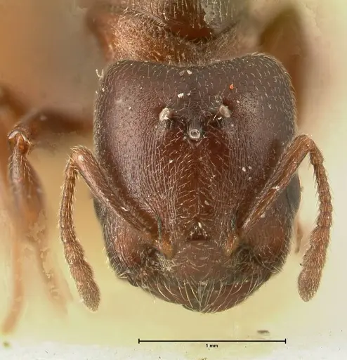 Crematogaster nigriceps - FOCOL1466