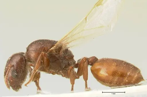 Crematogaster nigriceps - FOCOL1466