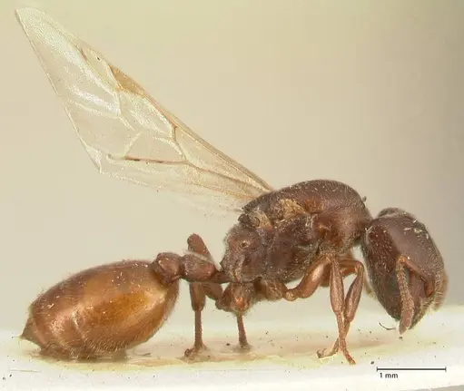 Crematogaster nigriceps - FOCOL1466