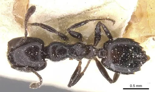Crematogaster nigronitens specimen