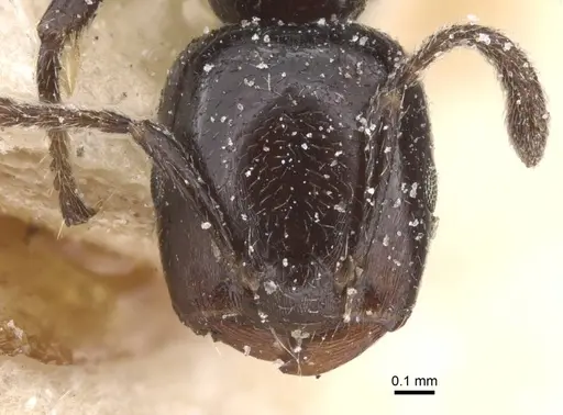 Crematogaster nigronitens specimen