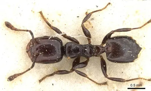 Crematogaster nigronitens - CASENT0914193