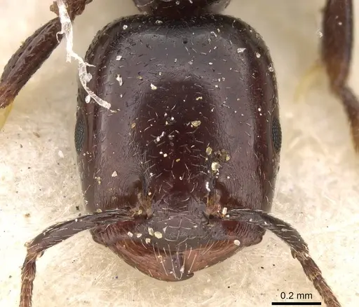 Crematogaster nigronitens - CASENT0914193