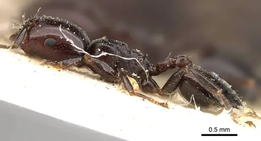 Crematogaster nigronitens - CASENT0914193