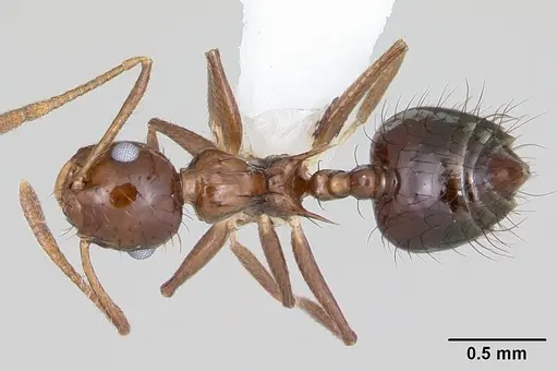 Crematogaster nigropilosa specimen