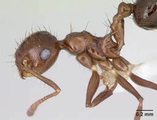 Crematogaster nigropilosa specimen
