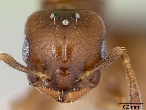 Crematogaster nitidiceps specimen