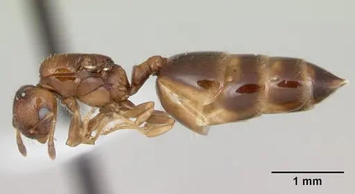 Crematogaster nitidiceps specimen