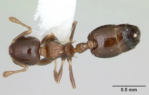Crematogaster nitidiceps - CASENT0173942