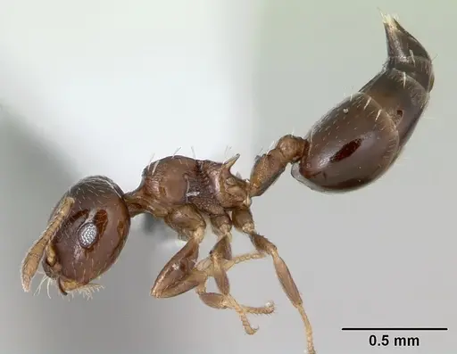 Crematogaster nitidiceps - CASENT0173942