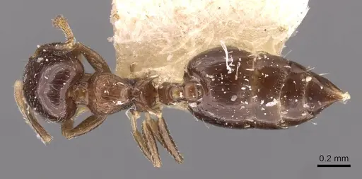 Crematogaster nitidiceps - CASENT0908430