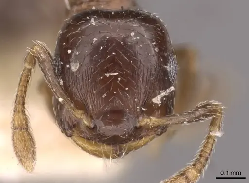 Crematogaster nitidiceps - CASENT0908430