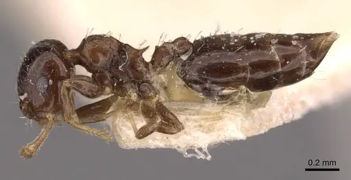 Crematogaster nitidiceps - CASENT0908430