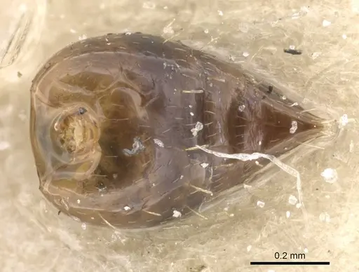 Crematogaster nitidiceps - CASENT0912784