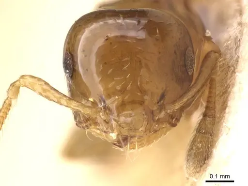 Crematogaster nitidiceps - CASENT0912784